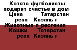 Котята футболисты подарят счастье в дом! › Цена ­ 100 - Татарстан респ., Казань г. Животные и растения » Кошки   . Татарстан респ.,Казань г.